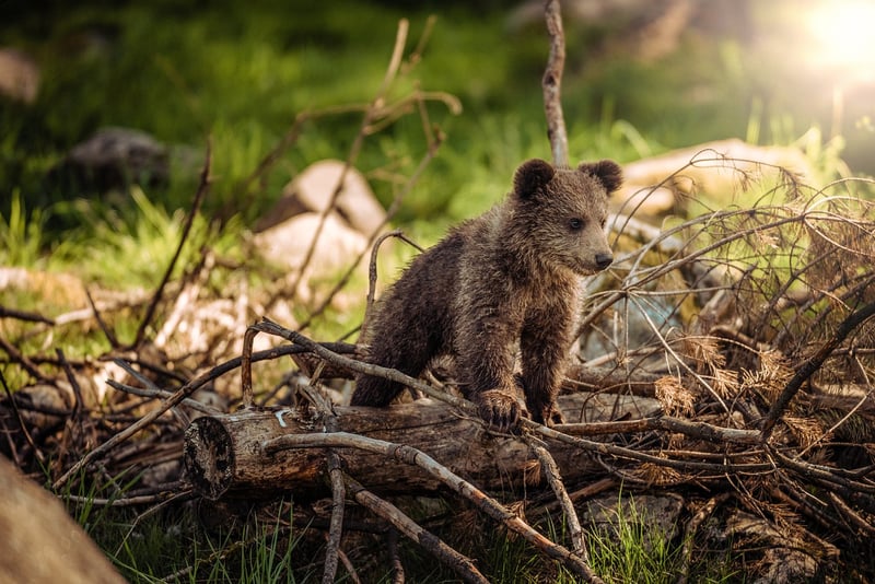 Wildlife Exploration